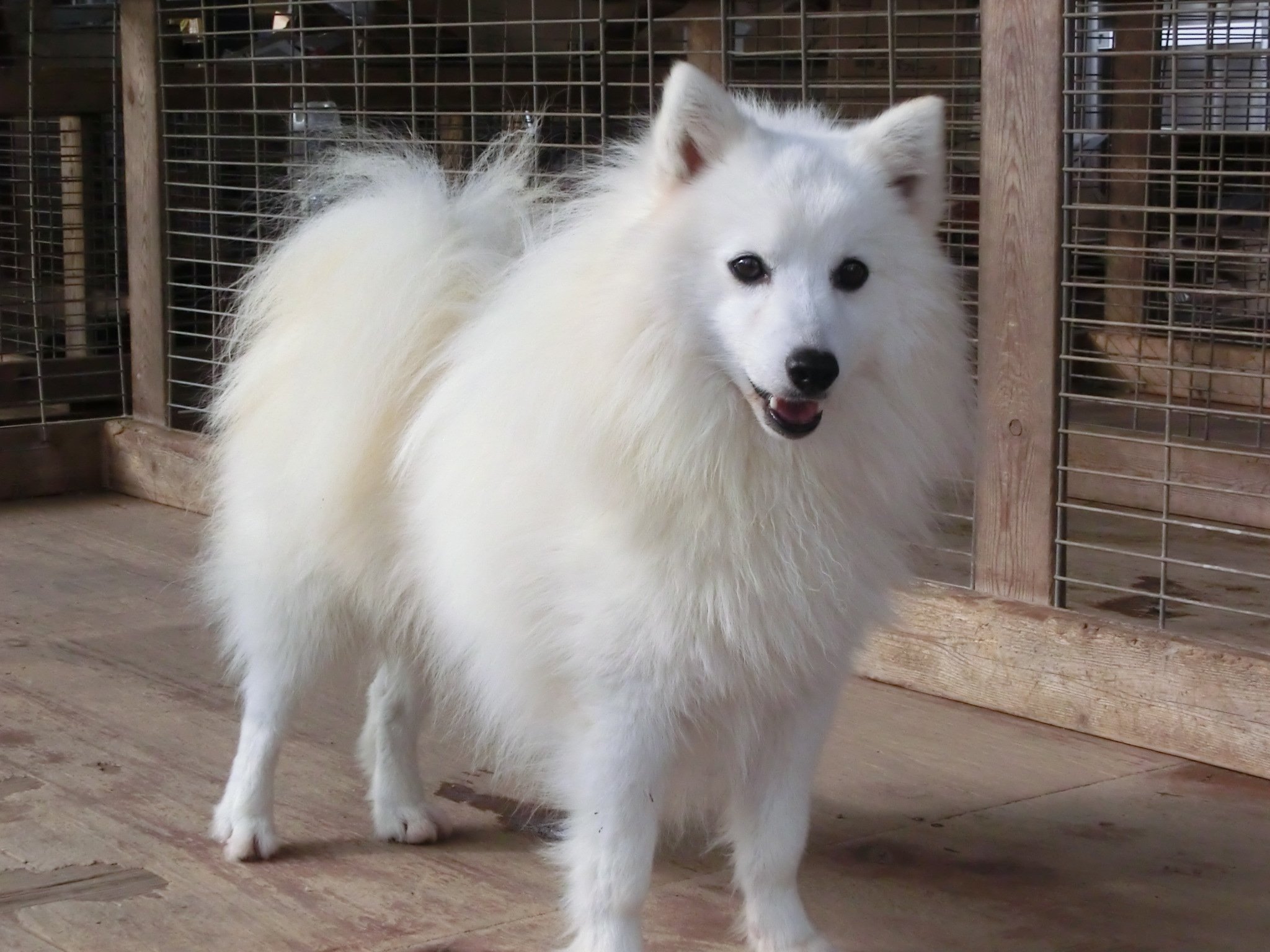 日本スピッツ Japanese Spitz サモエド、ボーダーコリー、スピッツ、しばいぬ、スパニエルのブリーダー